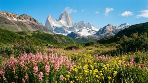 Spring Blossoms in El Chalten