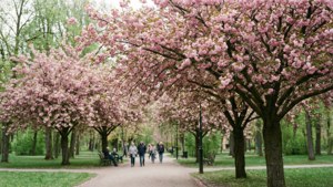Spring Blossoms in Vasaparken