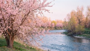 Spring Blossoms River
