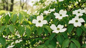 Spring Dogwood Blossoms