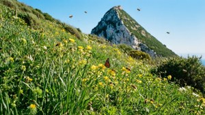 Spring Flowers on Gibraltar