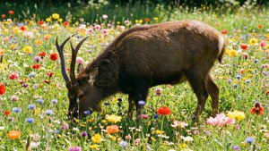 Spring Flowers Stantler