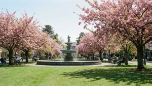 Spring in The Square