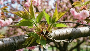 Spring Leaf Budding