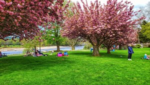Spring Park Blossoms