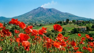 Spring Poppies Vesuvius