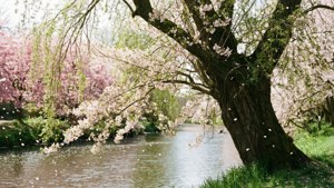 Spring Willow Blossom