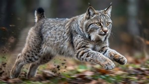 Sprinting Wildcat Action
