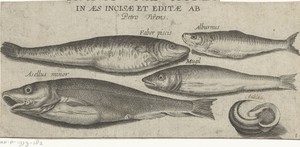 Sprot, karper, harder, kleine kabeljauw en een schelp