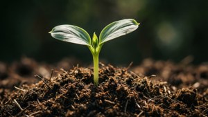 Sprout of Hope