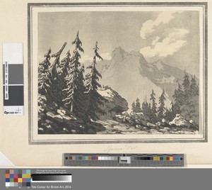 Spruce Fir