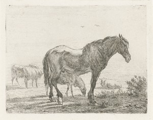 Staand paard voor kudde schapen