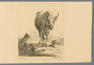 Staand rund