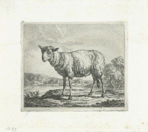 Staand schaap, en profil
