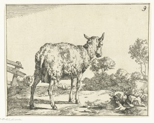 Staand schaap, van achter, bij hek
