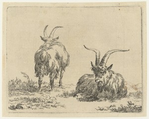 Staande en liggende geit of bok