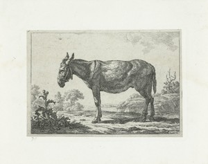 Staande ezel bij distel