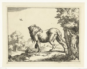 Staande leeuw van achter gezien