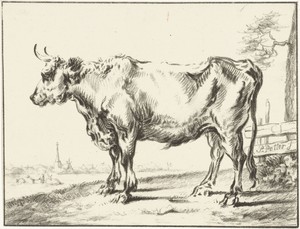 Staande os