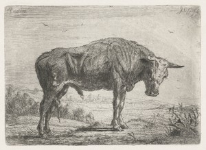 Staande stier