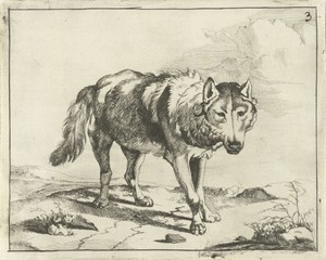 Staande wolf van voren gezien