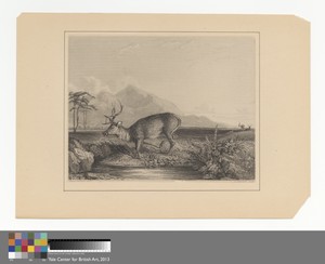 Stag at the Edge of a Pond