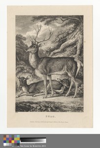 Stag