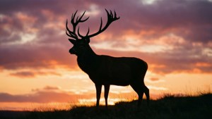 Stag Silhouette Sunset