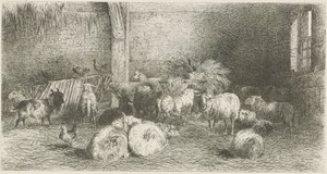 Stal met schapen