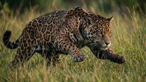 Stalking Jaguar