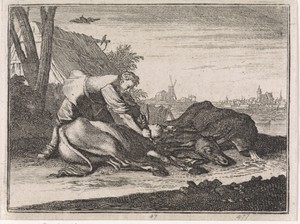 Stalmeester snijdt de koppen van twee ezels af