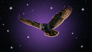 Star Flight Owl