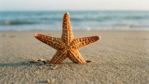 Starfish on Sand