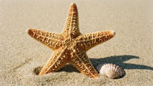 Starfish Sand