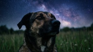Stargazer