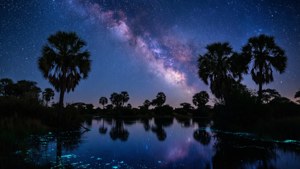 Starry Delta