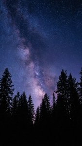 Starry Forest Night