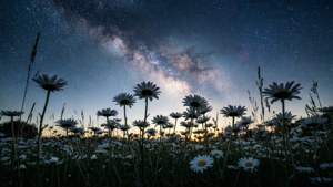 Starry Night Daisy Field