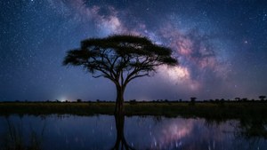 Starry Night Delta