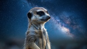 Starry Night Meerkat