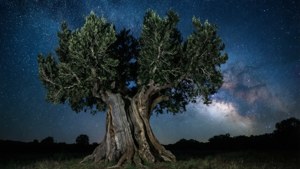 Starry Night Olive