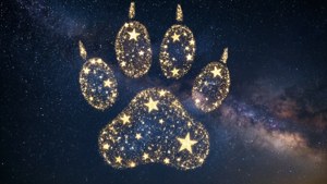 Starry Night Paw