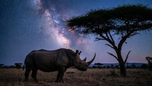 Starry Night Rhino