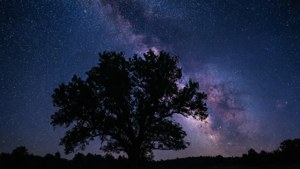 Starry Night Silhouette