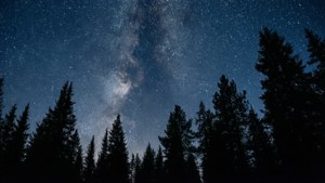 Starry Pine Forest