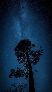 Starry Pine Vertical