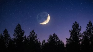 Starry Pines