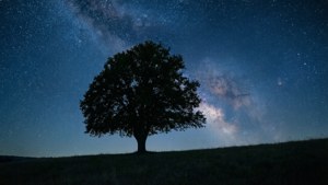 Starry Solitude