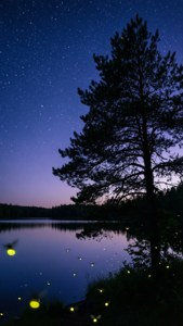 Starry Summer Night