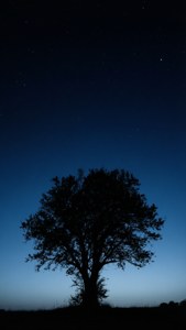 Starry Tree Silhouette